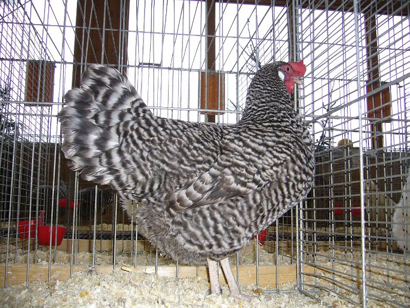 Kreisschau Coesfeld 2008 054.jpg - Deutsche Sperber gesperbert von Frank Vieting Preis Hv 96 E